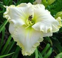 Boundless Beauty